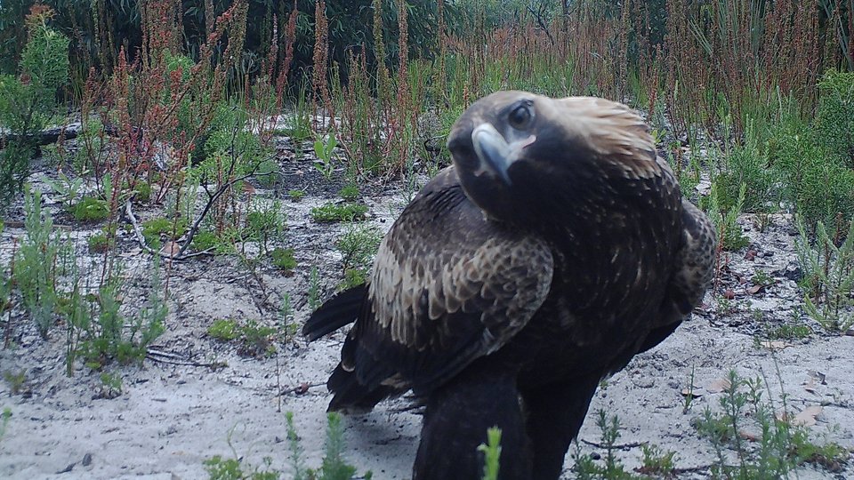 A wedge tailed eagle looks closely into the camera