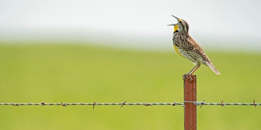 A brown and yellow bird sits on top of a fencepost singing with its mouth open and head tilted up
