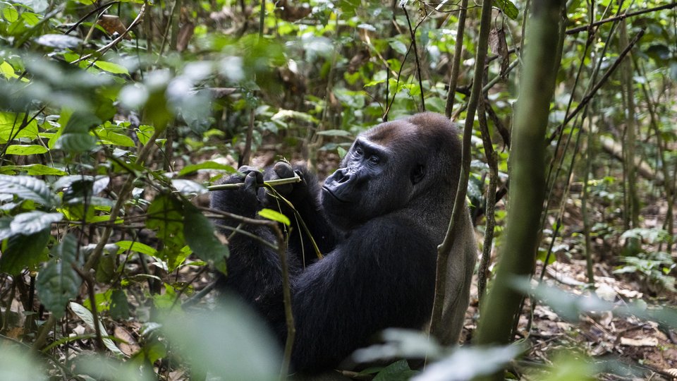 Western lowland gorilla silverback