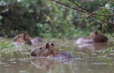 Capybara (Hydrochaeris hydrochaeris)