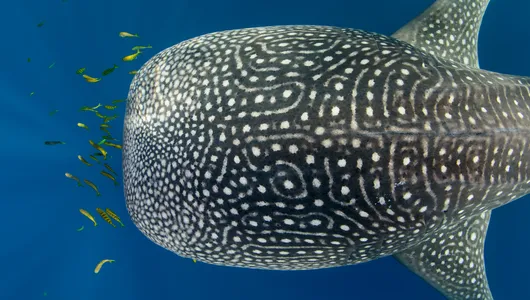 View of a whale shark from above with small yellow fish