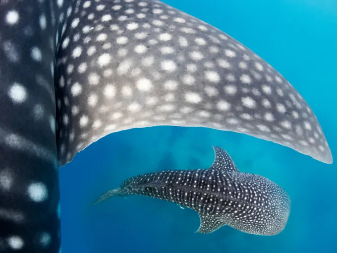A spotted whale shark fin is in the foreground and a second whale shark swims below