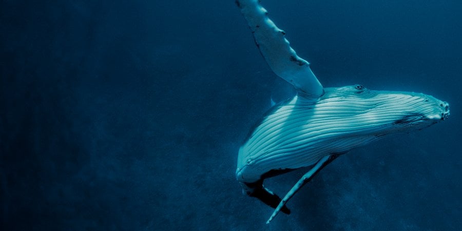 Underwater photo of a humpback whale turning and eyeing the camera