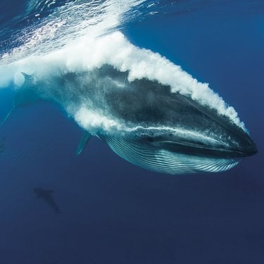 A whale underwater, passing in front of camera