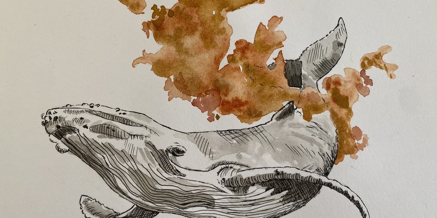 An illustration of a whale in black with brown kelp nearby