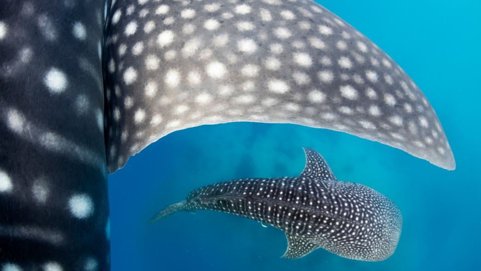 A spotted whale shark fin is in the foreground and a second whale shark swims below