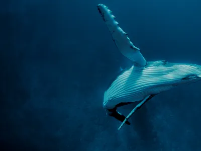 Underwater photo of a humpback whale turning and eyeing the camera