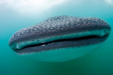 A closeup of the mouth of a spotted whale shark.