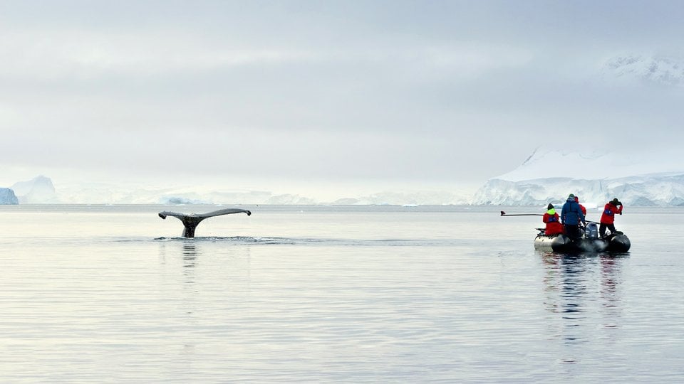 A small boat with researchers observes a whale tail rising from the water