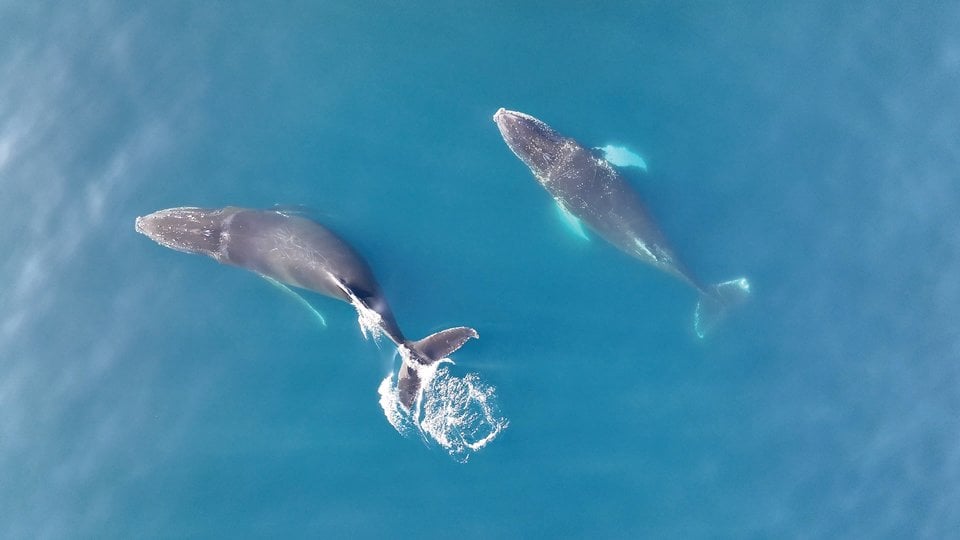 Drone photo of 2 humpback whales in blue water