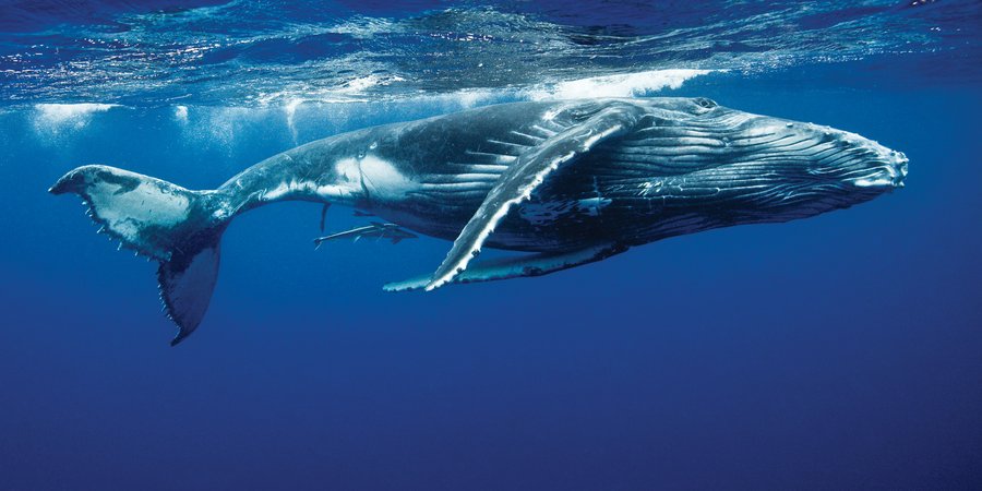 A large white and gray whale floating in blue water just below the surface.
