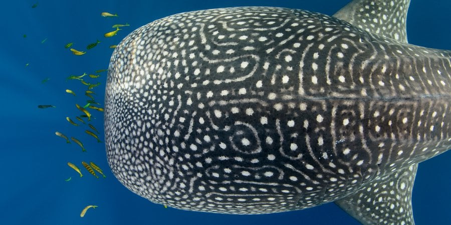 View of a whale shark from above with small yellow fish
