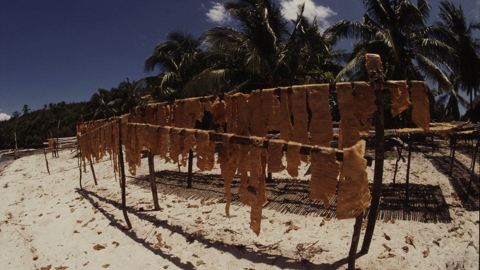 Dried whale shark skins hanging on wooden lines on a beach.