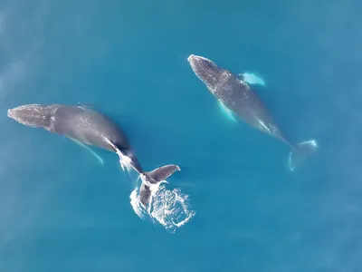 Drone photo of 2 humpback whales in blue water