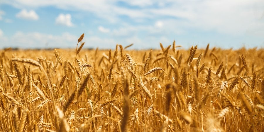 Bright wheat in front of a very blue sky