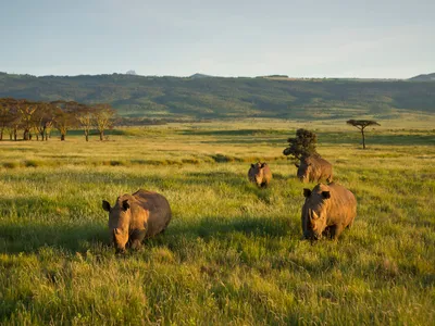 White Rhinoceros (Ceratotherium simum), Kenya.