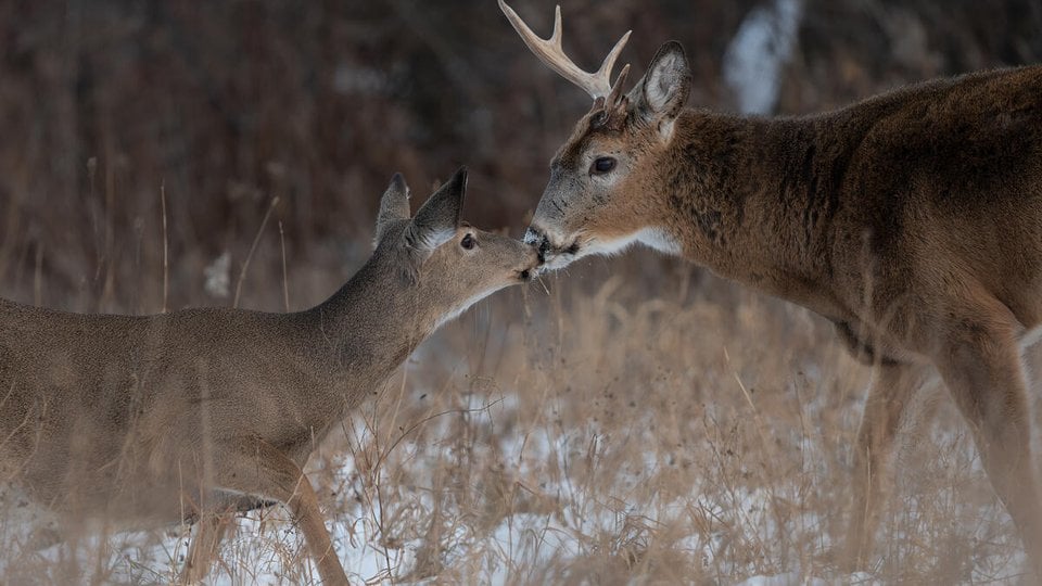 A white-tailed deer buck touches its nose to a smaller deer