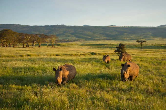 White Rhinoceros (Ceratotherium simum), Kenya.