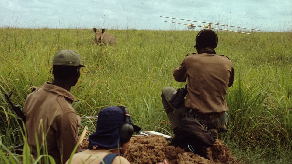 Three people kneeling in a green field using equipment to monitor a rhino which can be seen in the distance.
