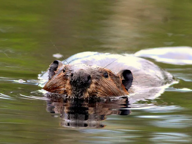 A beaver faces the camera swimming with its head out of water
