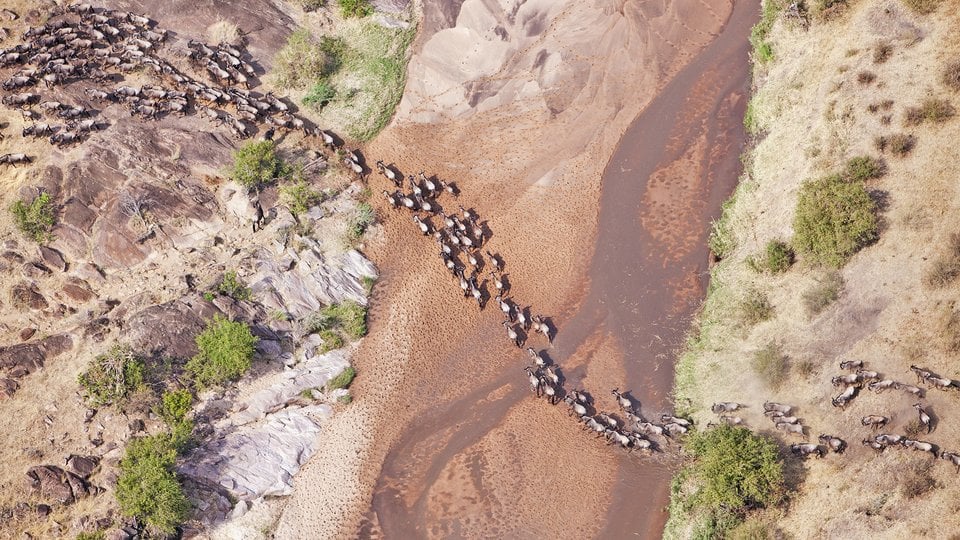 Aerial photo of wildebeest herd crossing a dry riverbed