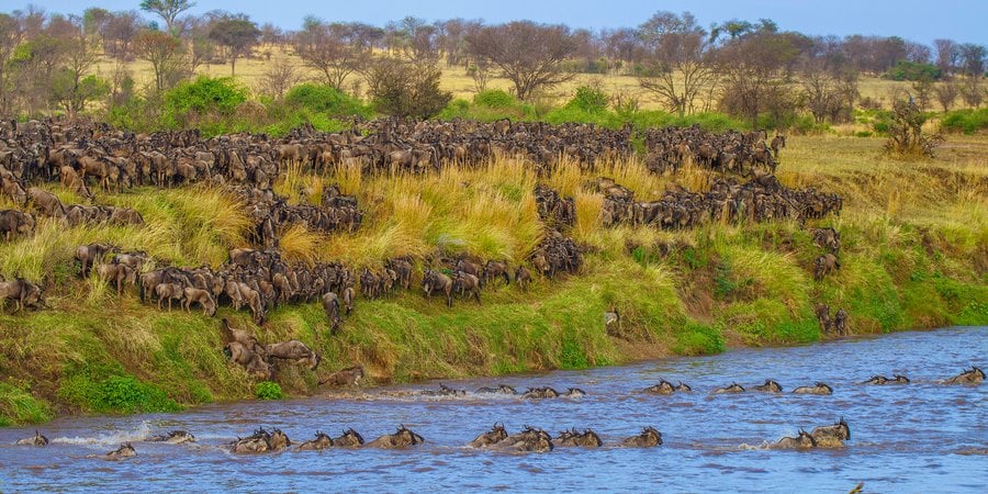 Wildebeest migration across river