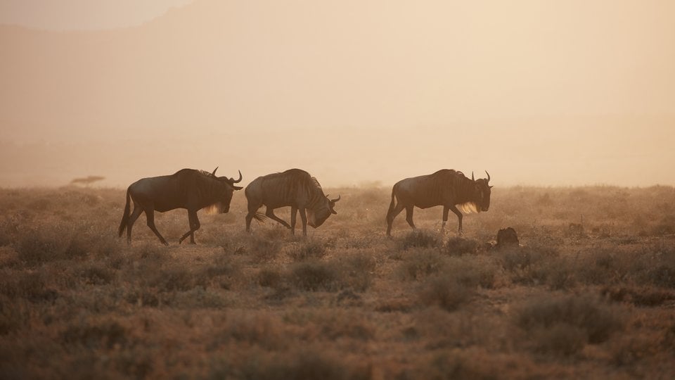 Three wildebeest walk across grassland with a fog obscuring the background behind them