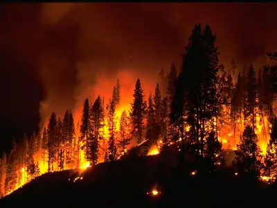 A wildfire consuming trees on a hill at night