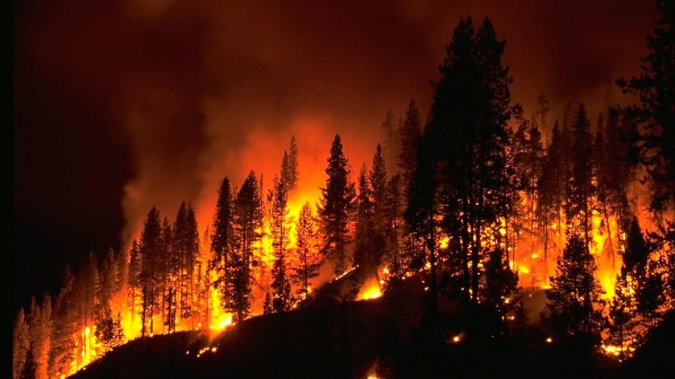 A wildfire consuming trees on a hill at night