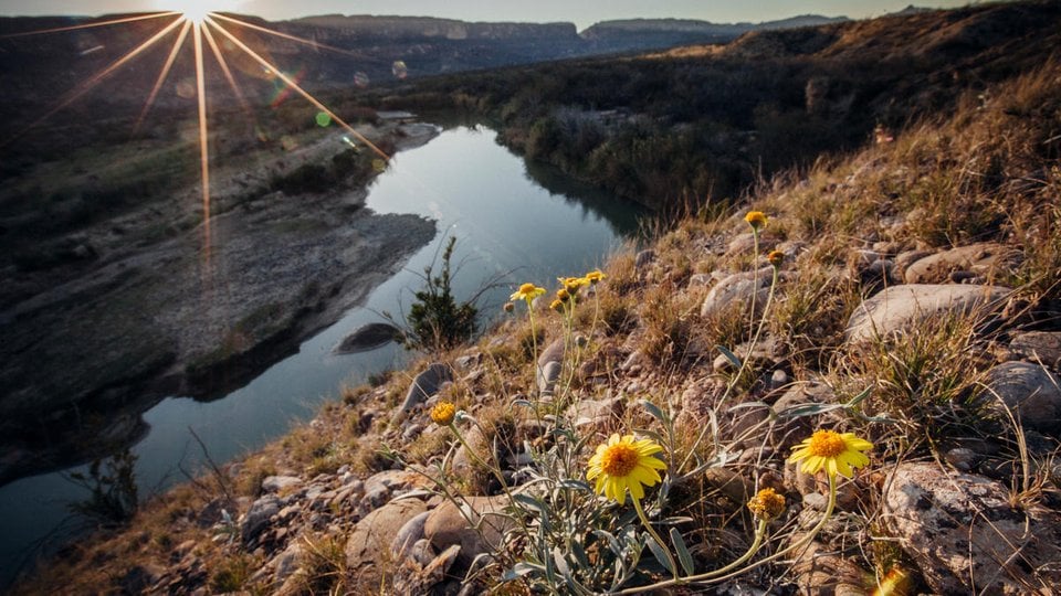 Landscape view of the Rio Grande river with the sun rising in the background and yellow wildflowers in the foreground
