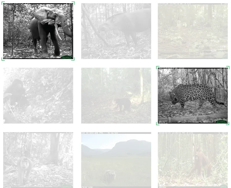 Camera trap images from Wildlife Insights project
