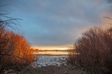 Sunset illuminates a frozen snowy ground and small pond amidst tall grass
