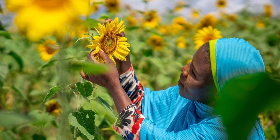An African woman examines a blooming sunflower
