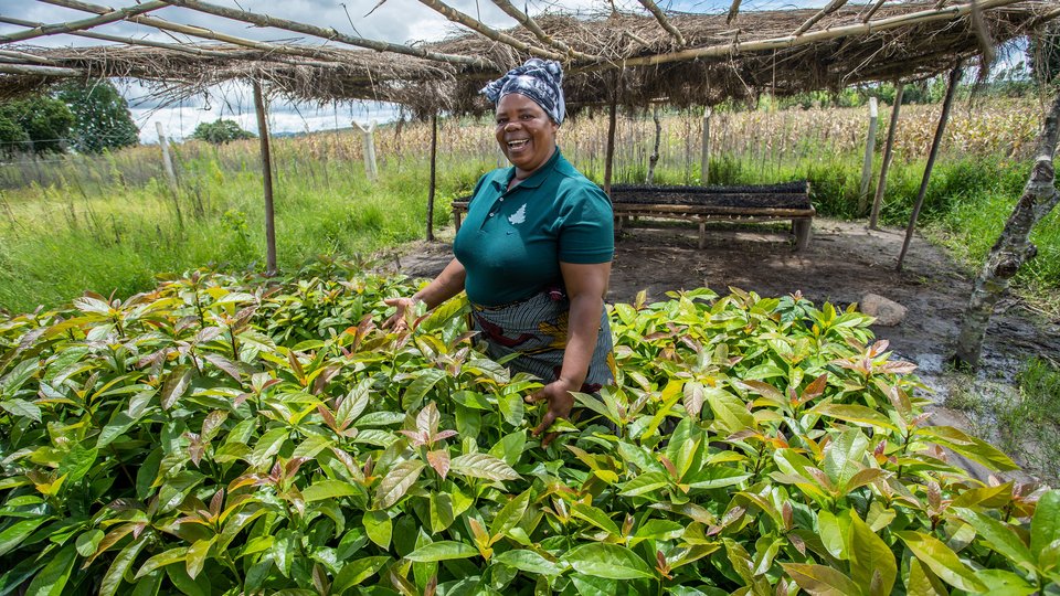 Sara Patison Ngairo tends to the plants in her nursery.