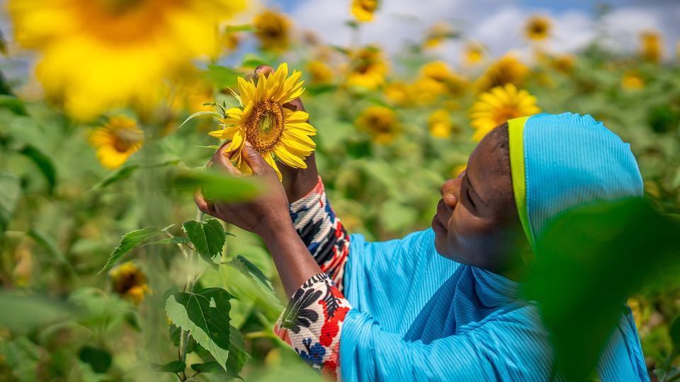 An African woman examines a blooming sunflower