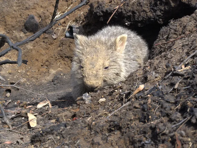 Wombat emerges from its den after bushfire and flooding