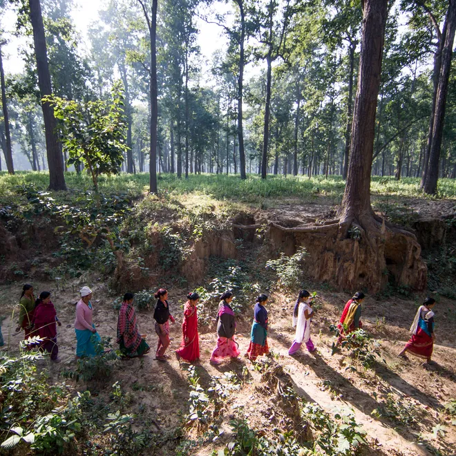 A landscape forest scene with a line of women in colorful garb walking on a dirt road