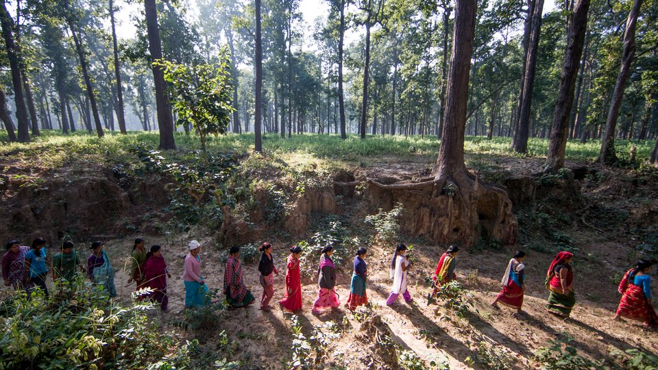 A landscape forest scene with a line of women in colorful garb walking on a dirt road