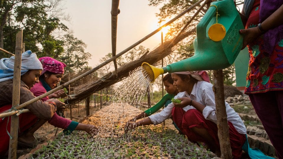 Women bend over a row of seedlings and water them in the morning light