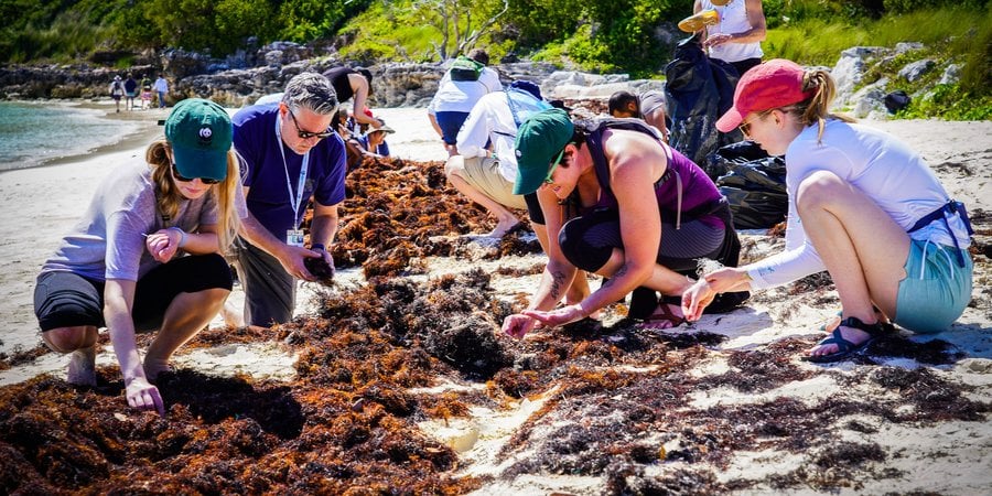 Women and a man search through seaweed for microplastics on a beach on a sunny day