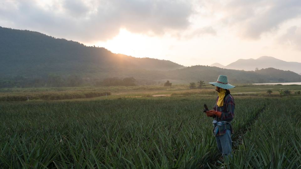 Worravoot Kassame stands in the middle of a pineapple field with the sun hanging low in the sky