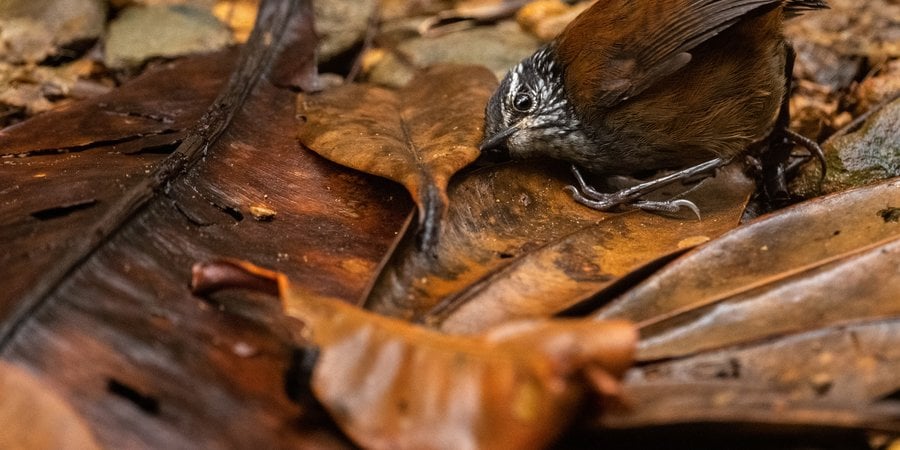 A small brown bird presses its head to the ground