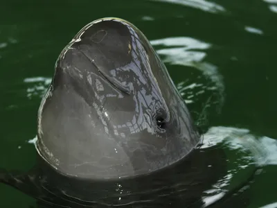 A grey porpoise with a blunt nose pokes its head above the surface