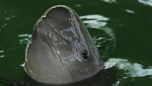 A grey porpoise with a blunt nose pokes its head above the surface