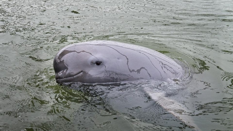 A finless porpoise close at the surface of the water