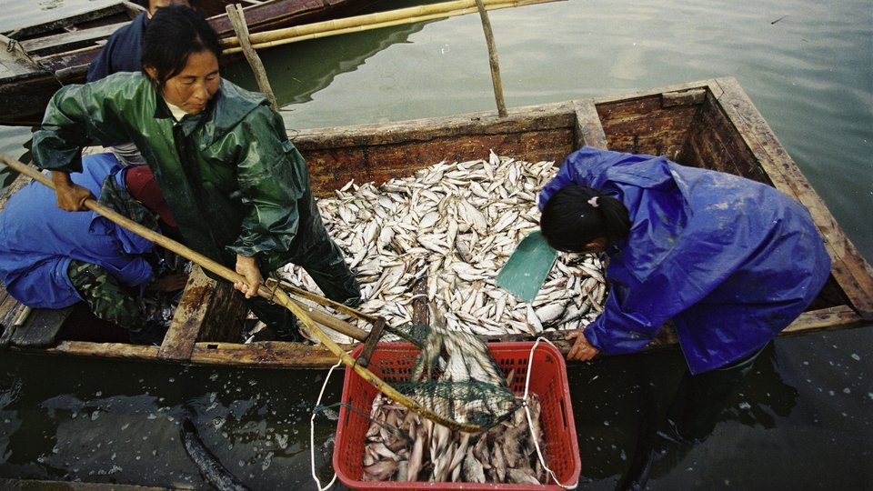 Three people who fish scoop their catch from the boat into a red basket.