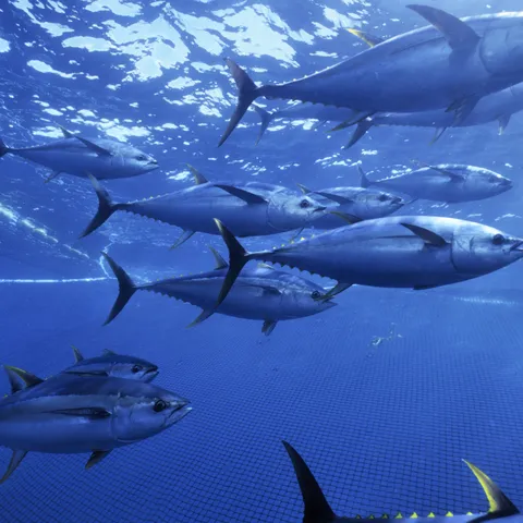 Yellowfin tuna swimming above a large net