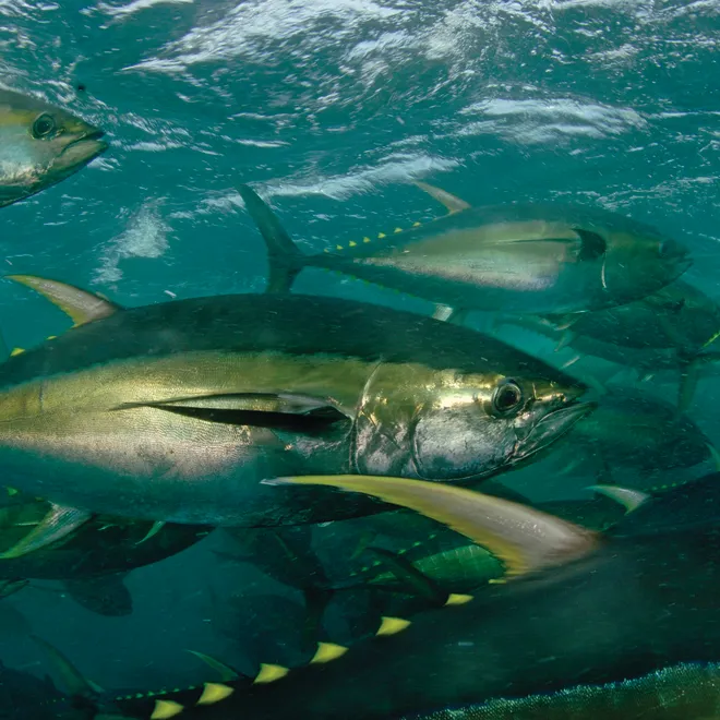 An underwater photo showing several large shiny tuna swimming.