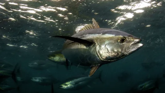A yellowfin tuna swimming underwater