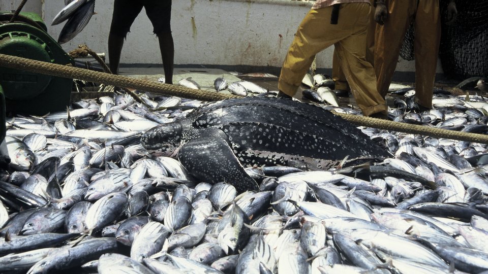 A Leatherback turtle, a product of bycatch, lying on top of a pile of Yellowfin tuna